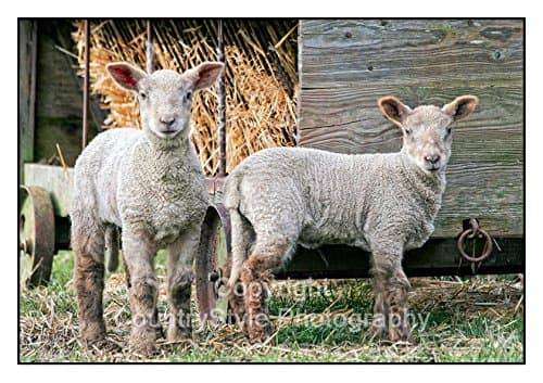 Springtime Lambs Greeting Card Notelets - 5 individually cellophane wrapped A6 cards with envelopes
