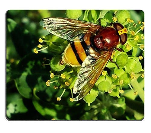 hoverfly insect pollination sprinkle nectar nature QZone Customized Made to Order Cloth with Neoprene Rubber Mouse Pads