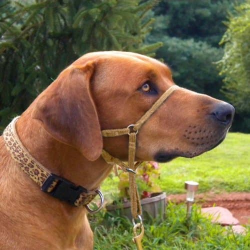 Comfort Trainer Head Halter. Stops Pulling for Ultimate Control (6, Tan)