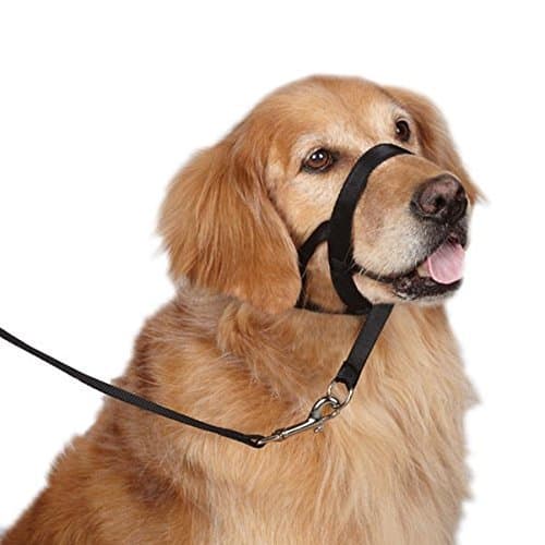 Dog Training Head Collar Halter, Fitcup Upgraded Version No Pull Nylon Train Head Collar - Suitable for Training Small/Medium/Large Breeds (L, Black)