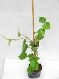 Betel leaf plant (paan plant) By Abhi Plants Nursery Garden (pack of 2)