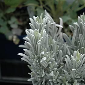 PlantaZee Herb Plant Lavender Plant Officinalis Spice Herb Kitchen Garden Pack- 1