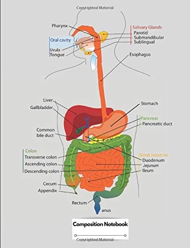 Composition Notebook: Human Digestive System Labelled Diagram Chart
