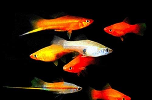 10 Assorted Swordtail Live Fish Package - Bulk Save
