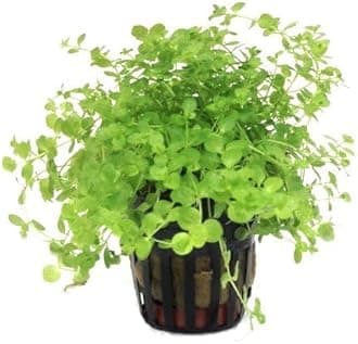 Foreground Potted Live Aquarium Plants | Freshwater Aquatic Plants for Aquariums (Potted Monte Carlo, 3 Pack)