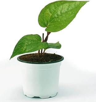 Betel Leaf/Banarasi Maghai Paan Rare Healthy Live Plant, Medicinal Herb Pack of 1 CF_20