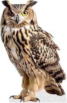 OWL - Life Size Cardboard Cutout Standup People with Support Standee | Animals -