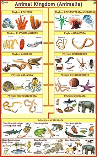 Animal Kingdom Chart
