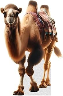 Camel - Life Size Cardboard Cutout Standup People with Support Standee | Animals -