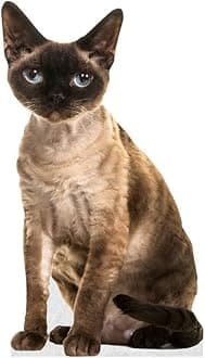 CAT - Devon REX - Life Size Cardboard Cutout Standup People with Support Standee | Animals -
