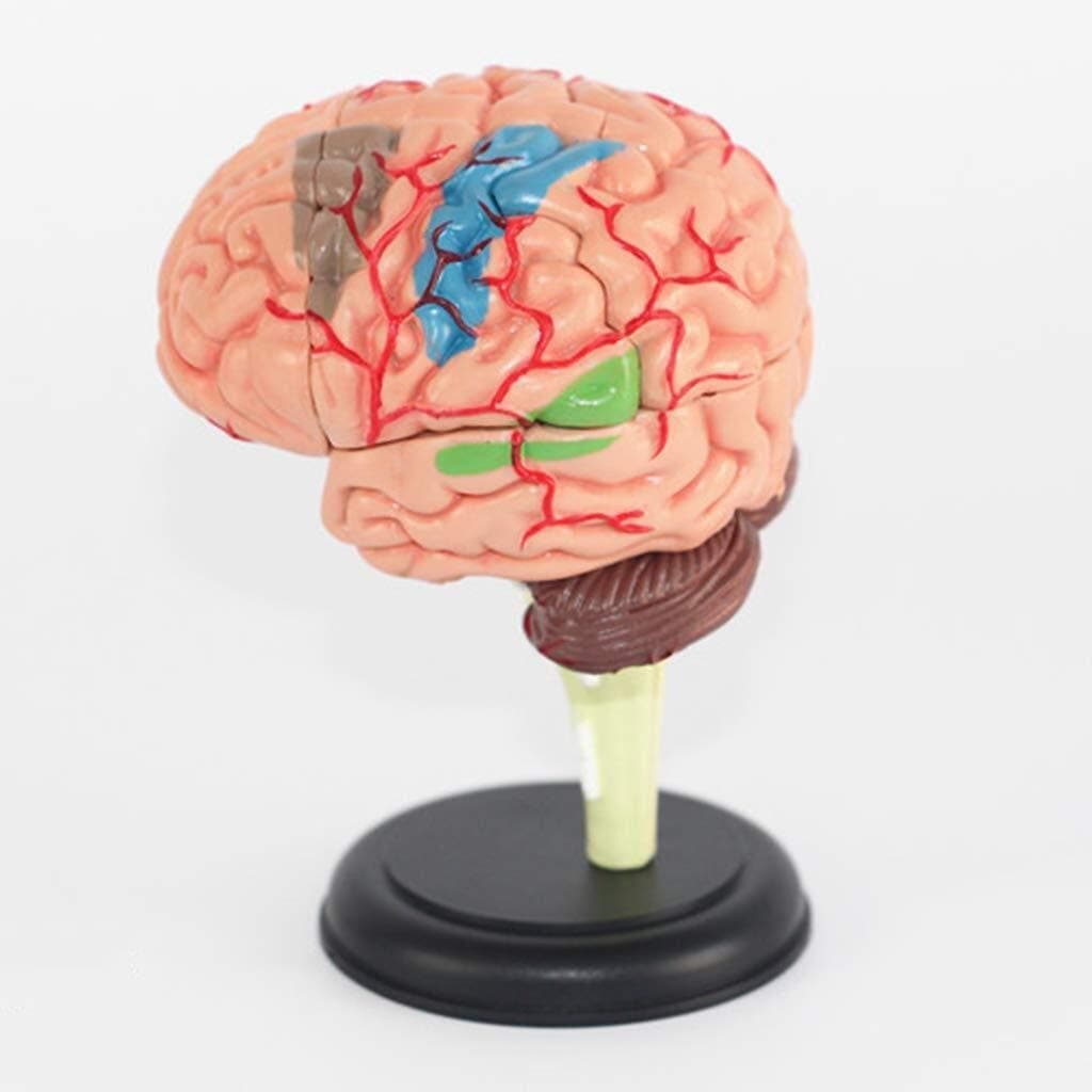 Experimental Teaching Research Tools Detachable Brain Model - Human Brain Model - 4D Brain Model Medical Anatomical Brain Model - for Study Display Teaching Medical Model,Lab Equipment
