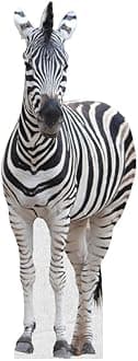 Zebra - Life Size Cardboard Cutout Standup People with Support Standee | Animals -