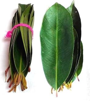 Li6 ®™ Jamun Leaves ( 100 Grams ) Jamun Ke Ped Ki Patti, Patte, Patta - Jamun Of Leaf