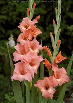 Radha Krishna Agriculture® Gladiolus Flower Bulbs All session Imported Vearty for Home and Gardening Pack of 5 bulbs (DARK PEACH)