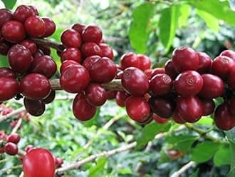 New Rare Exotic Spice Plant- Coffee Plant Huge Production Chandragiri Coffee Variety Live Plants Pack of 1