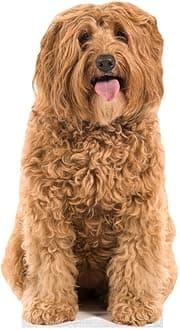 Dog - Labradoodle - Life Size Cardboard Cutout Standup People with Support Standee | Animals -