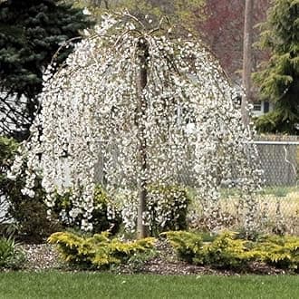 Weeping Cherry Blossom Tree Plant, 8 to 12 Inch Tall Cherry Blossom Tree Live in Pot, Perennial Cherry Blossom Sapling, White Cherry Blossom Tree Plant, Dwarf Cherry Flower Tree Starter Plant