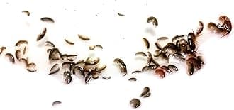 200 Live Amphipods Plus 32oz Tisbe Copepods. Saltwater Amphipods Aquacultured (200 cnt)