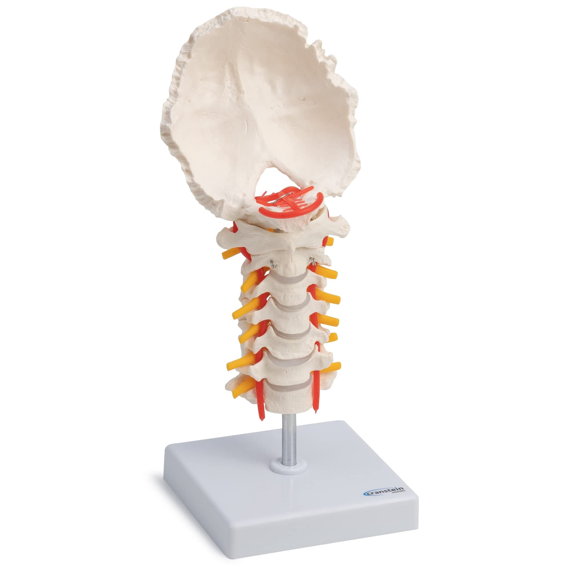 Cranstein A-320 Cervical Spine Model