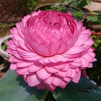 Ultimated Thousand Petal Lotus Live Plant (TUBER Root) Orginal Variety Guarante Blooming Big Hybrid Water Lily For Out Door And In Door Plant(1000 Petal)