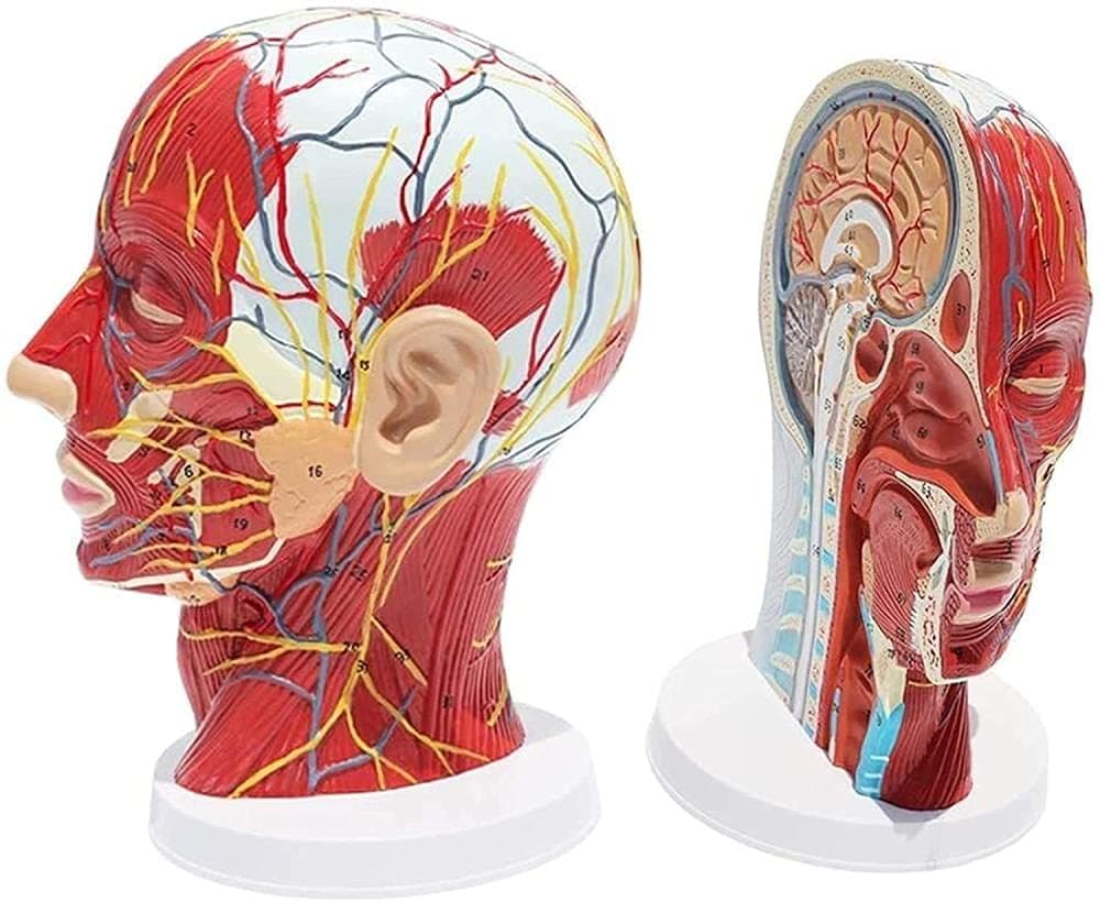 ROSG Human Head Model Head Anatomical Model Features Half Head Muscular Anatomy Veins Arteries Exposed Sinuses Anatomy