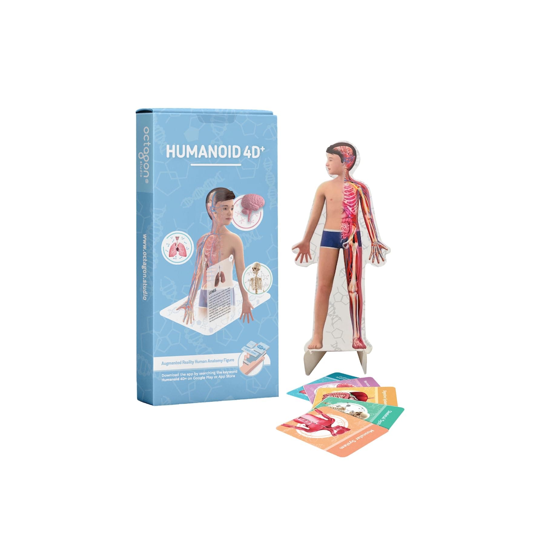 Humanoid 4D+ Augmented Reality Flashcards – Interactive Anatomy & Physiology Kit – 3D Human Body Systems – STEM Science Education Tool for Students & Classrooms