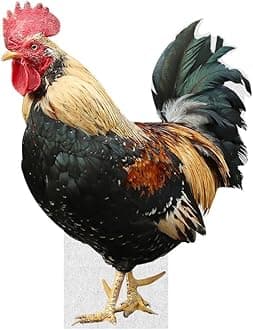 Rooster - Life Size Cardboard Cutout Standup People with Support Standee | Animals -2