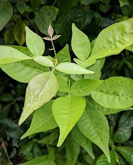 Authentic Bael Leaf for Rituals – Fresh Bel Patra for Shiva Worship – 1 Live Leaf