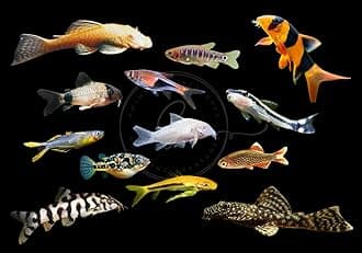 Swimming Creatures 5 PCS Assorted Tropical Fish Combo Pack (Selections from Rasboras, Rainbowfish, Plecos, Corydoras, Catfish, Loaches & More!) Freshwater Aquarium Fish Live
