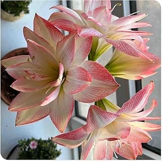 Amaryllis for Planting Now UK Perennial Good for Containers Excellent Display Plant Bulbs Ornamental Greening Flower Natural Organic Easy Plant Perennial -1bulb-I