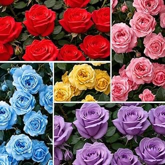 155+Mix Climbing Rose Seeds for Planting-Annual Rose Flower Seeds to Plant Outside, Non-GMO Heirloom Seed for Home Garden
