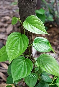 Live Sweet Betel Leaf Plant | Fresh Paan Plant for Growing at Home