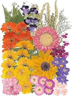 12“ Large Bulk Summer Dried Pressed Flowers for Glass Frame, Real Dry Natural Flower Leaf Daisy for Resin Mold, Cake Decor, Phone Cases (Gorgeous)