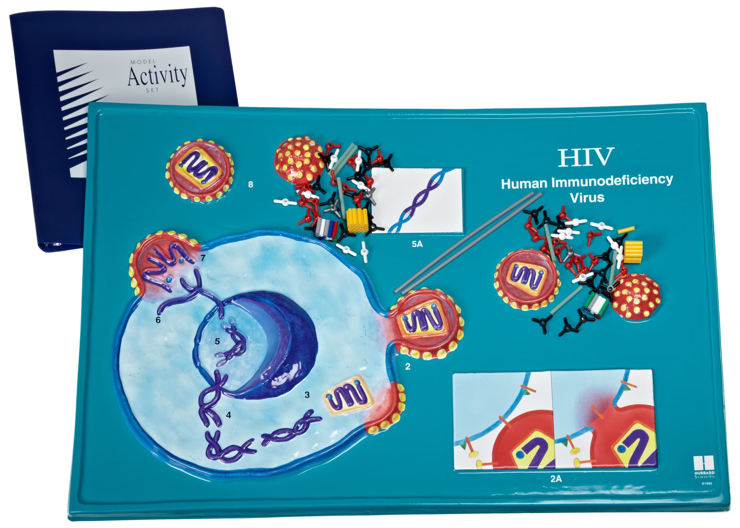 American Educational HIV Model Activity Set