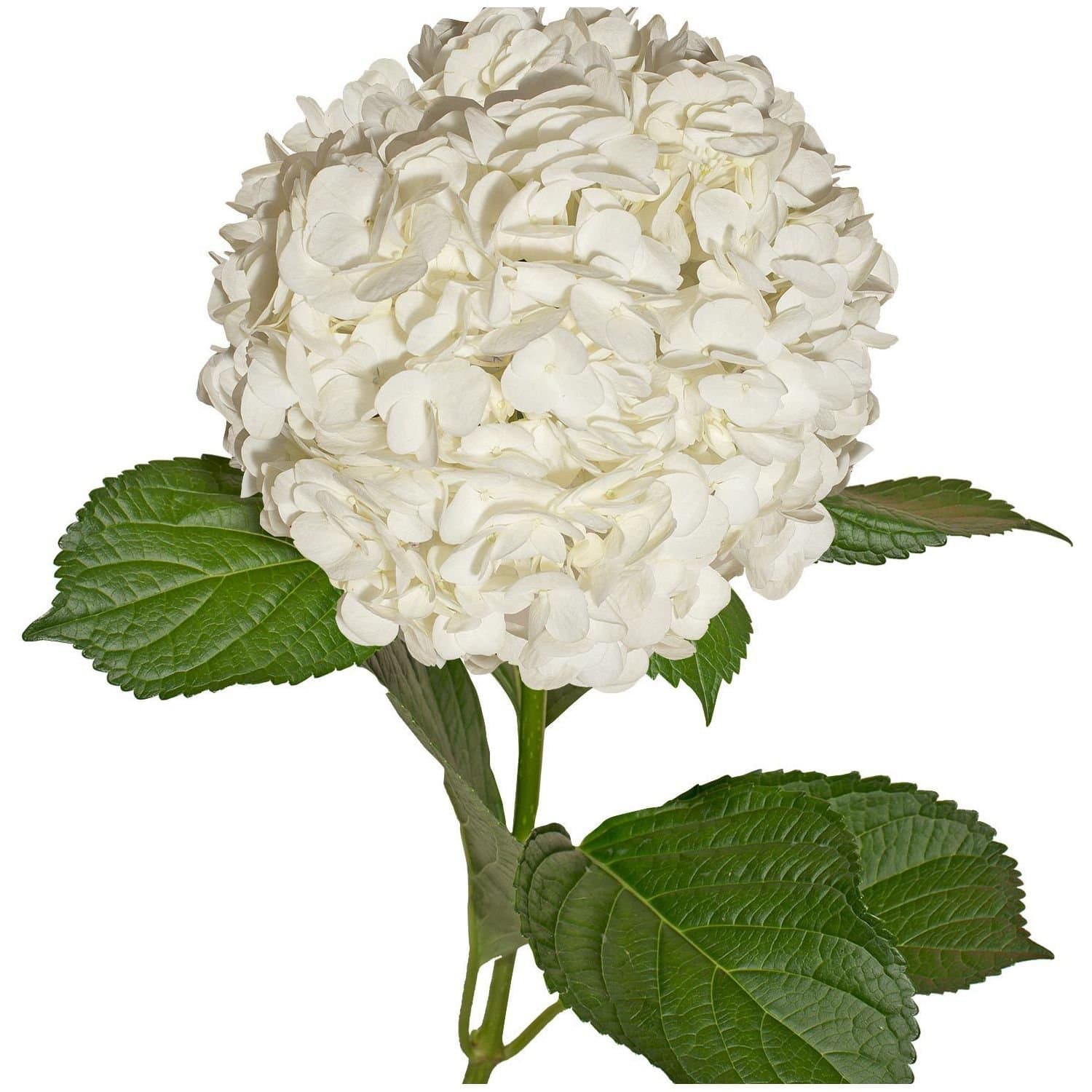 Hydrangea White 30 Stems