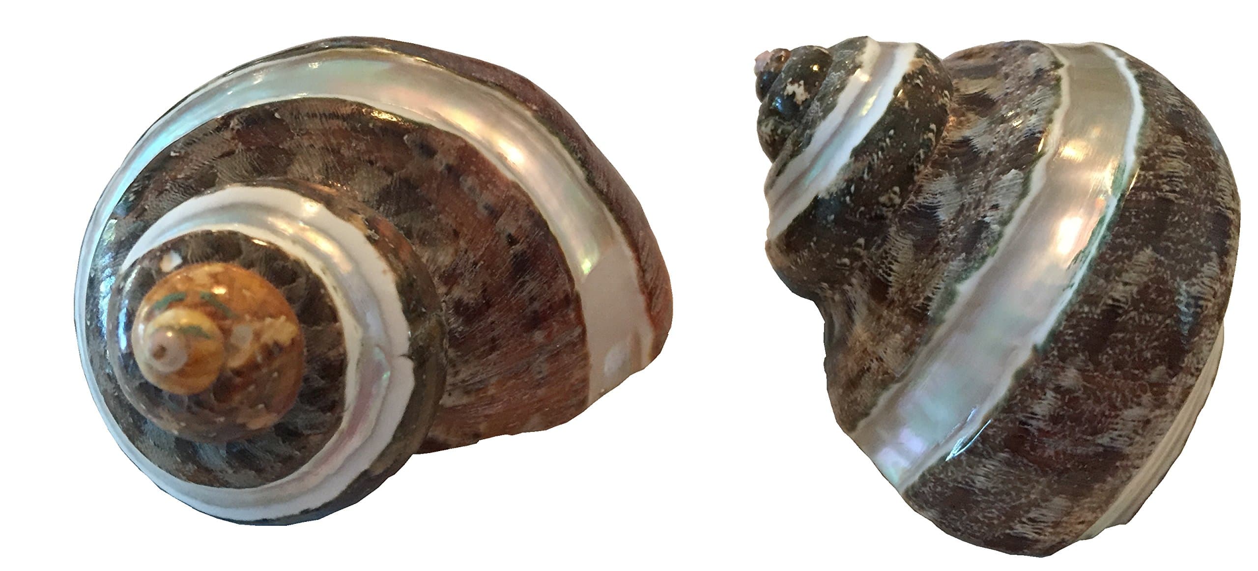 Nautical Beach Decor 2 (Two) Piece Large Hermit Crab Shells 2.5 Inch Real Shells, 1 Inch Opening - Petholatus Jade Turbo Tapestry Turban Sea Shell