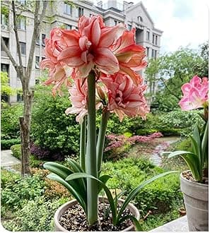 Amarylli Planting Pots to Grow to Grow Surprise Fall or Spring Indoor or Outdoor Professional-5bulbs-b