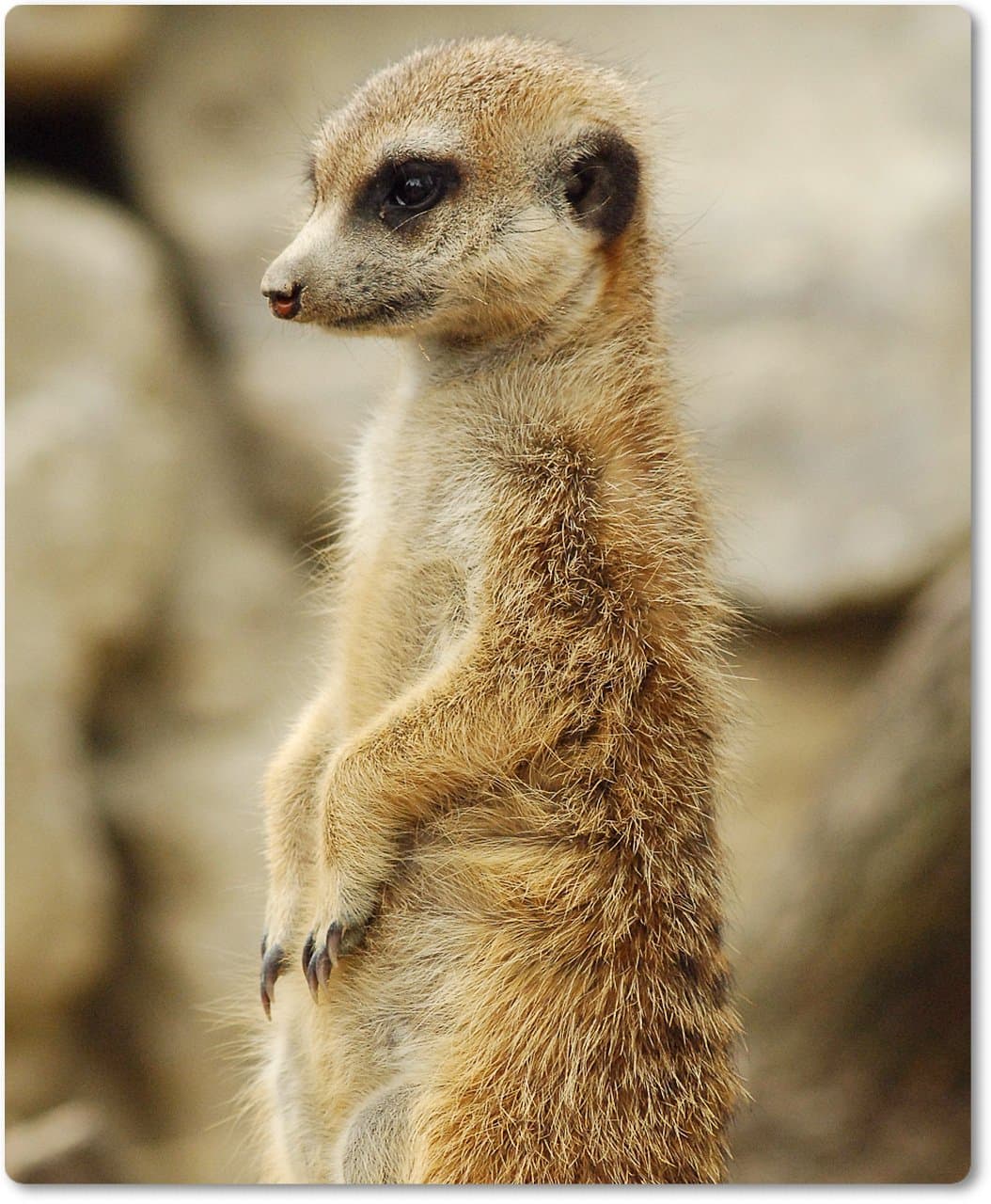 Mousepad/Mouse Pad - [03] Meerkat