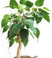 Peepal Ornamental & Shade Trees Plant with Plastic Pot and Fertelizer