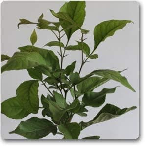 Bel Tree, Bilva Patra, (Bel Patra Plant) Grown in Pot (1 Live Plant)