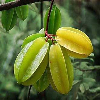 Mphmi Plants Star plant kamrakh Fruit (Grafted)- Fruit Plants & Tree outdoor