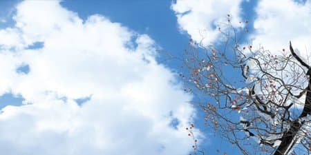 Cherry Tree Skypanels - Replacement Fluorescent Light Diffuser