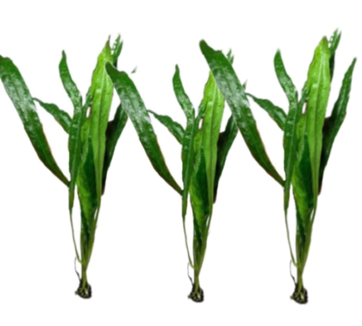 Marcus Fish Tanks - 3X Java Fern Microsorum Pteropus Easy Live Aquarium Plants Aquatic Fish Tank Plants