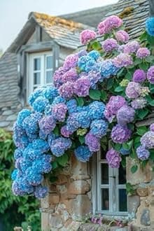 Hydrangea Imported Flower Seeds For Your Home Gardening | Pack of 70 to 80 seeds (BLUE)