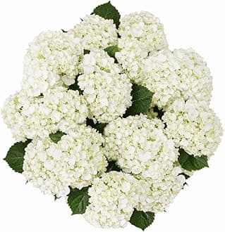 GlobalRose 20 White Hydrangea Flowers Responsibly Sourced Hand-Picked Fresh Bouquet for Graduation, Anniversary, Birthday & Special Occasions