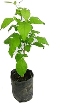 Live Bilva Plant Bel Patra Plant Bael Plant Bel Patra for Puja Bael Fruit Plant Bilva Medicinal Plant with Black Plastic Pot