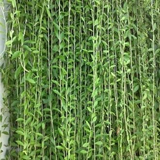 FloraPlax Live Parda Bel Curtain Creeper Vernonia Best Attractive Evergreen Climber Exotic Tropical Garden Live Plant With Pot (Parda Bel)