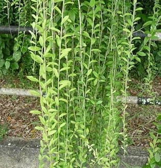 Live Parda Bel Plant | Vernonia Creeper | Curtain Creeper | Outdoor Climbing Plant | Pack of 1 Plant