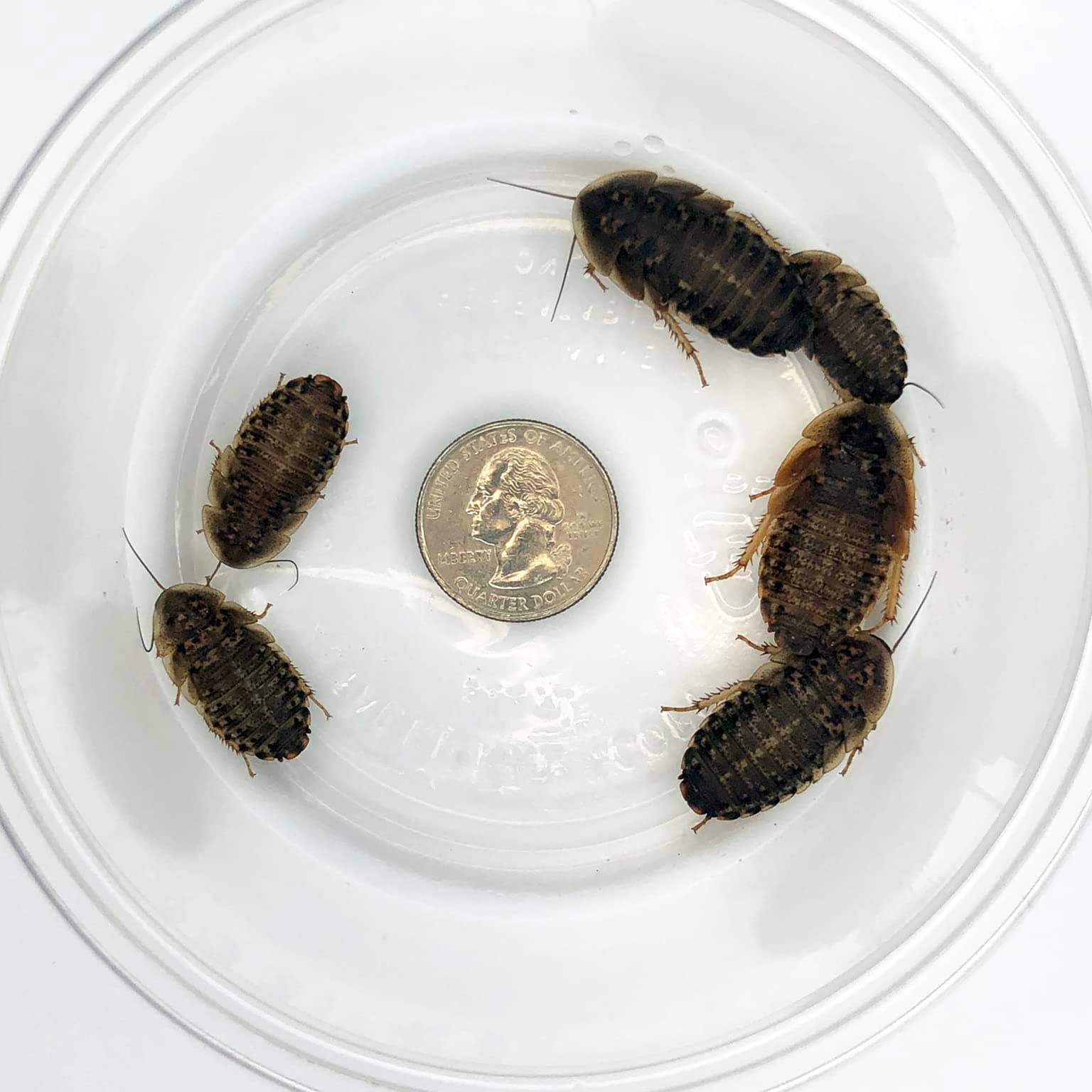100 Large Dubia Roaches