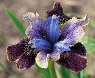 SVG® Dutch Iris Flower Bulbs for Your Home and Gardening Pack of 2 Bulbs (PURPLE WITH BURGENDY)